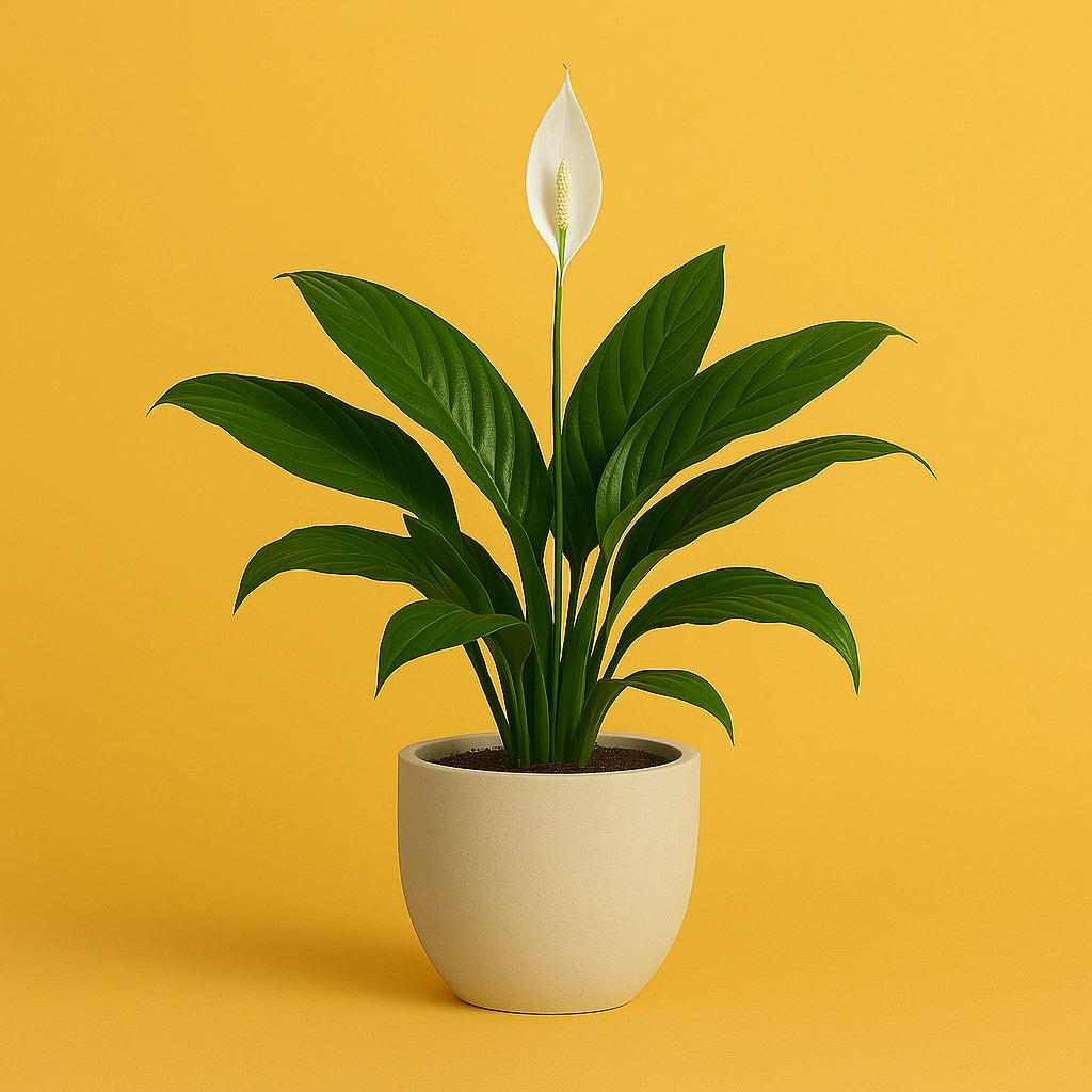 Peace Lily