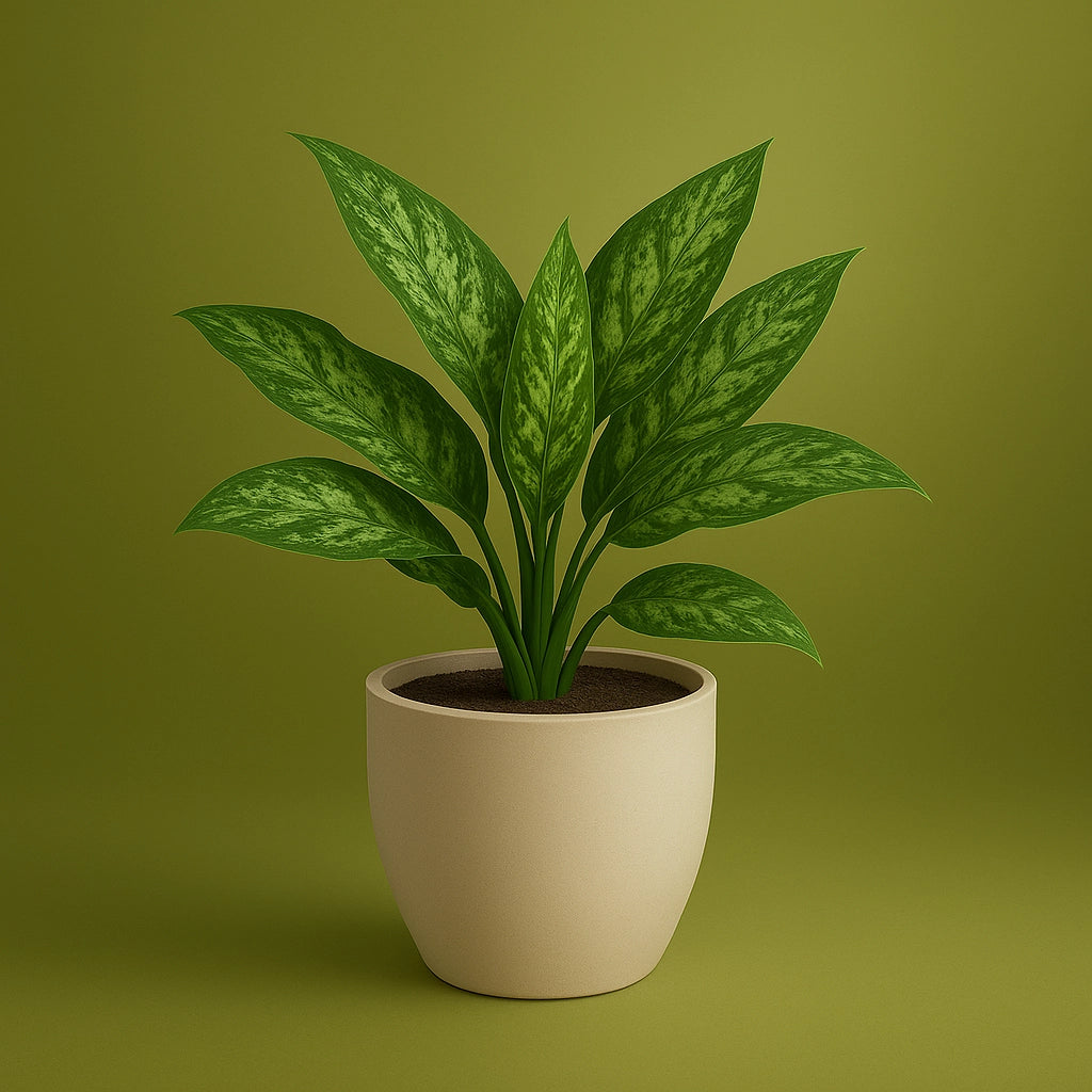 Chinese Evergreen