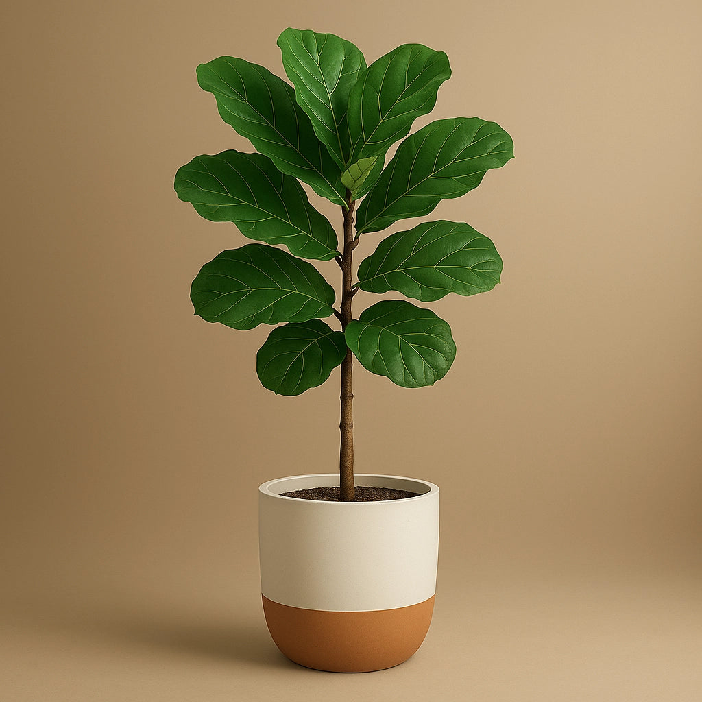 Fiddle Leaf Fig