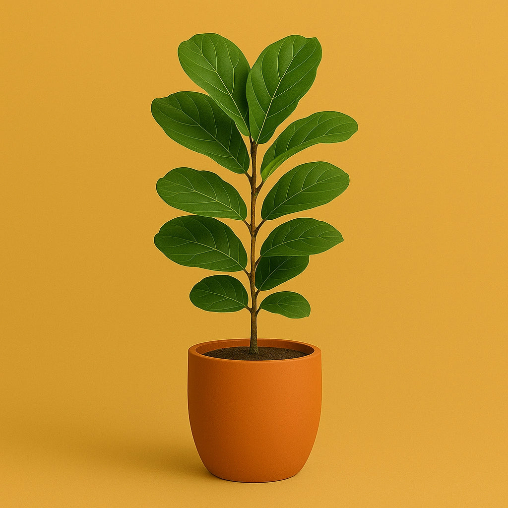 Fiddle-Leaf Fig Plant
