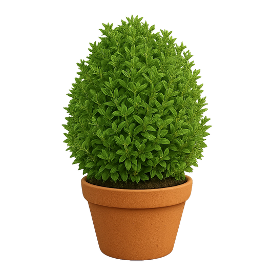 Compact Garden Shrub