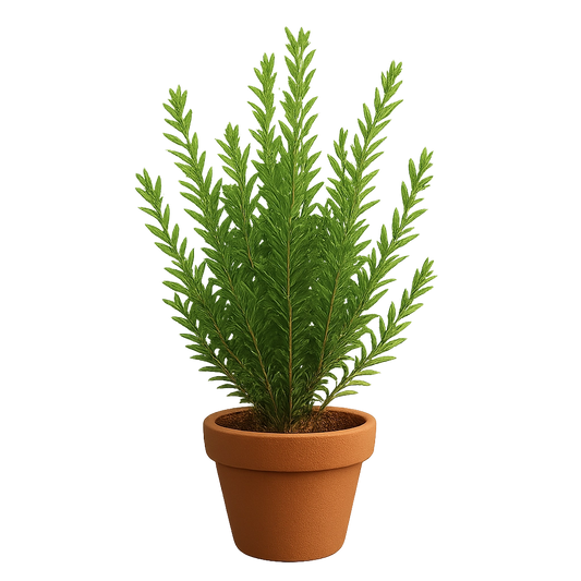 Slender Garden Shrub