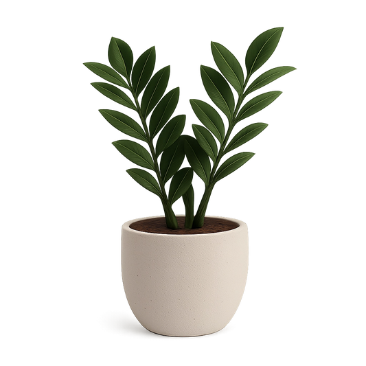 ZZ Plant in Matte Ceramic Pot