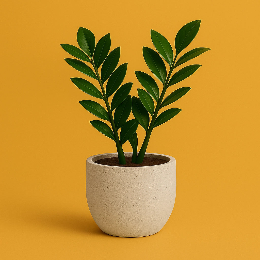 ZZ Plant in Matte Ceramic Pot