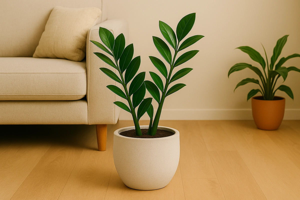 ZZ Plant in Matte Ceramic Pot