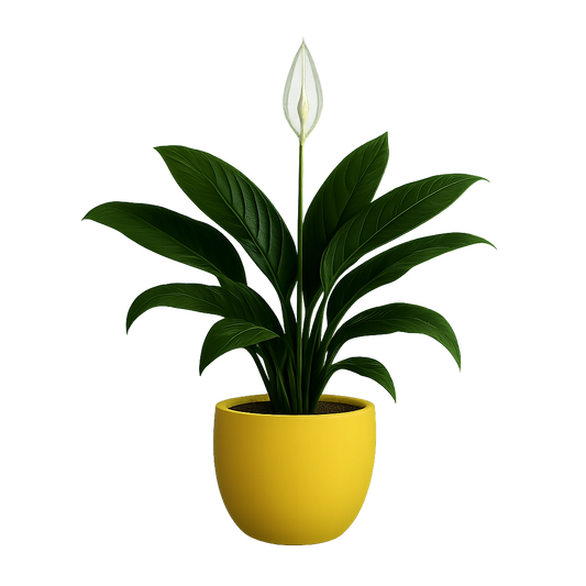 Peace Lily