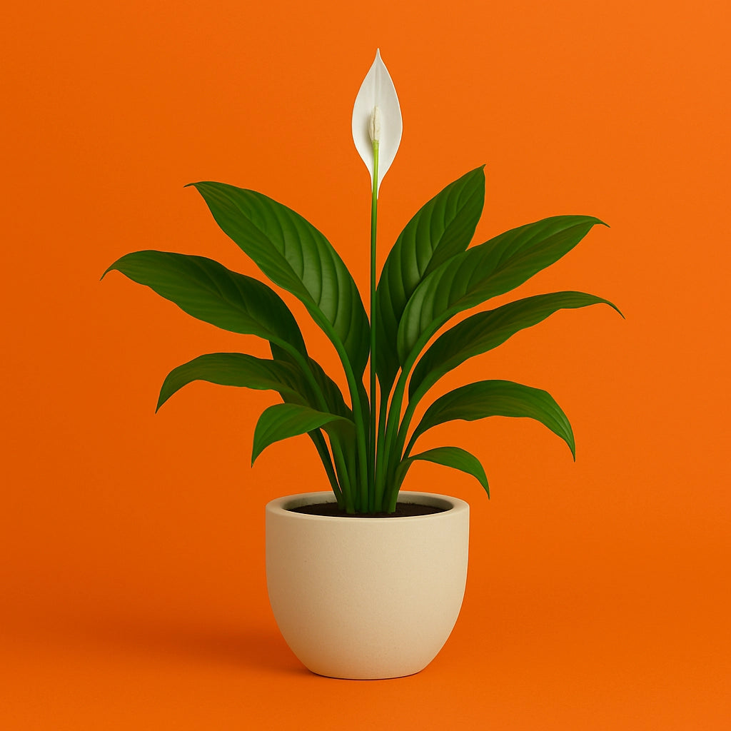 Peace Lily