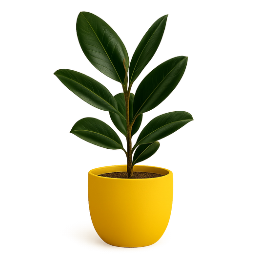 Rubber Plant
