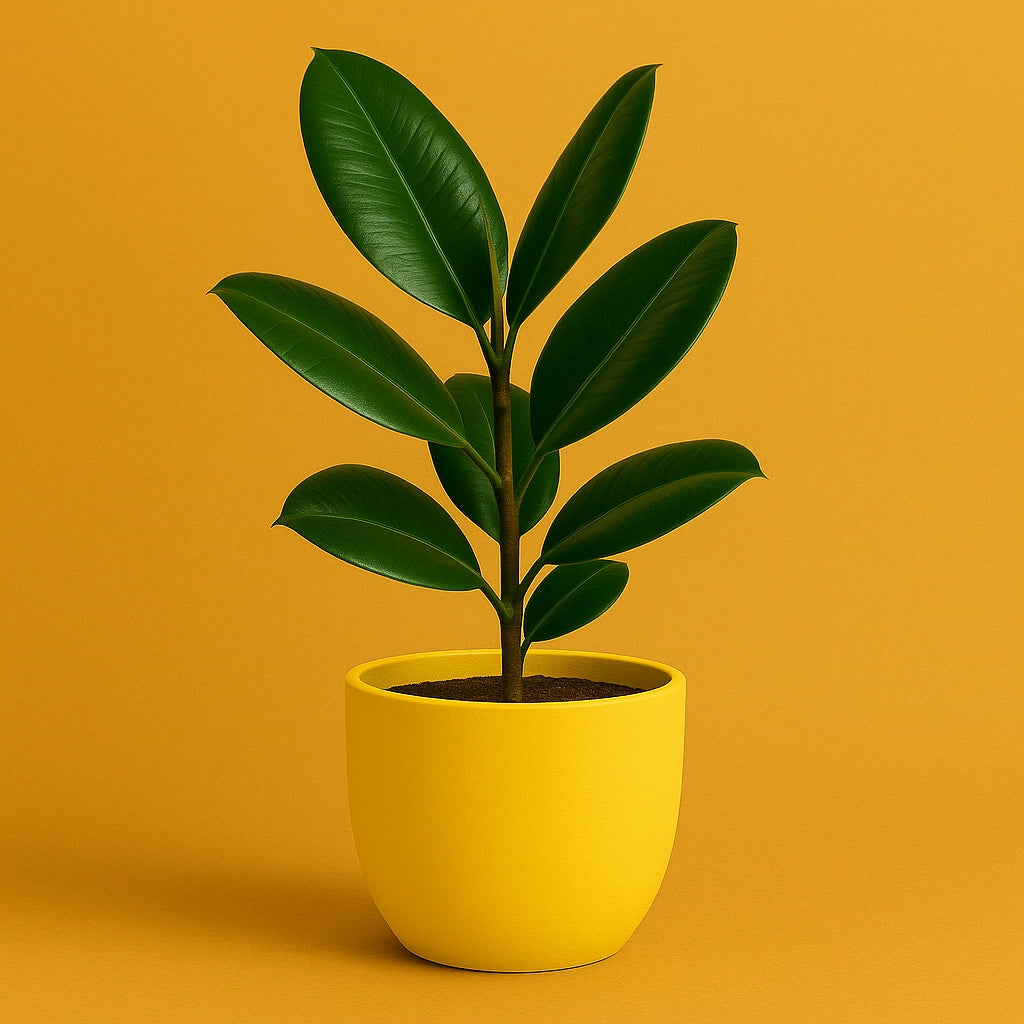 Rubber Plant