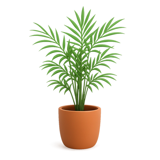 Parlor Palm