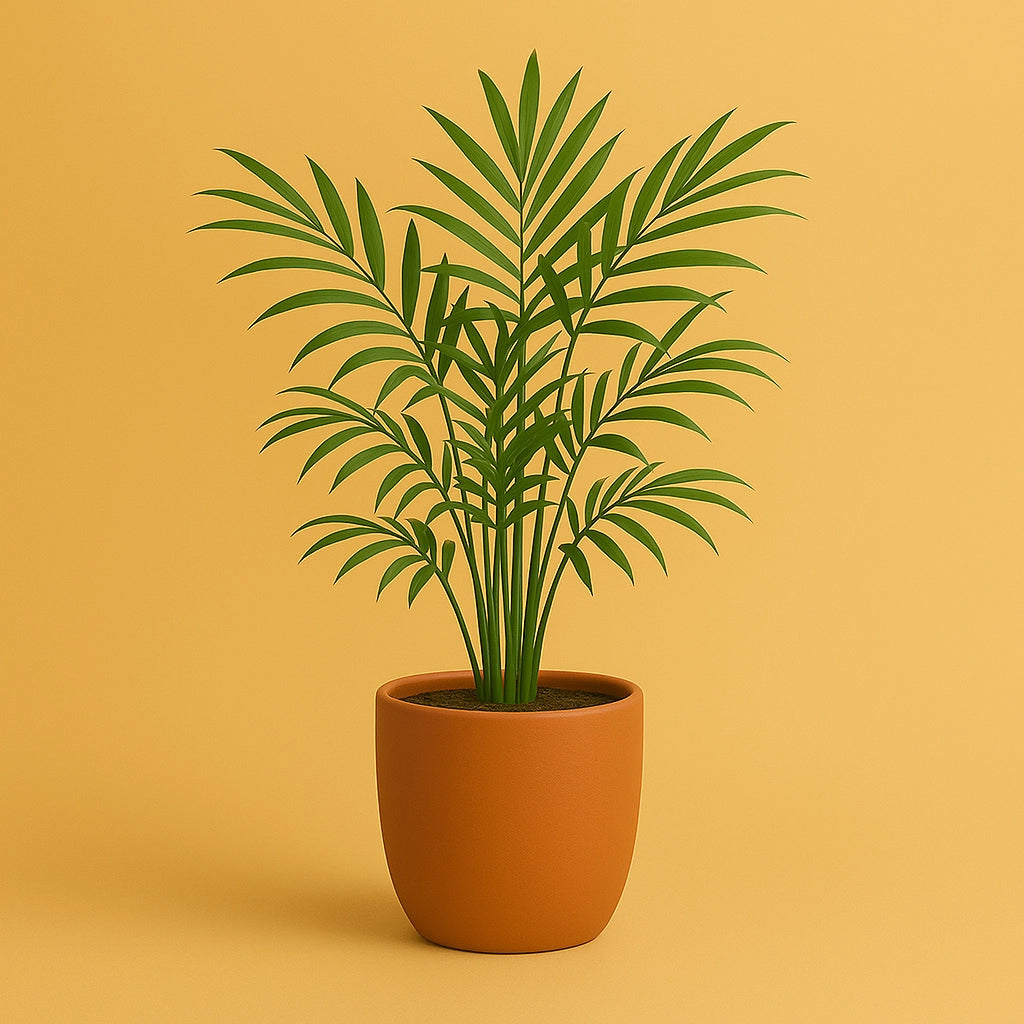 Parlor Palm