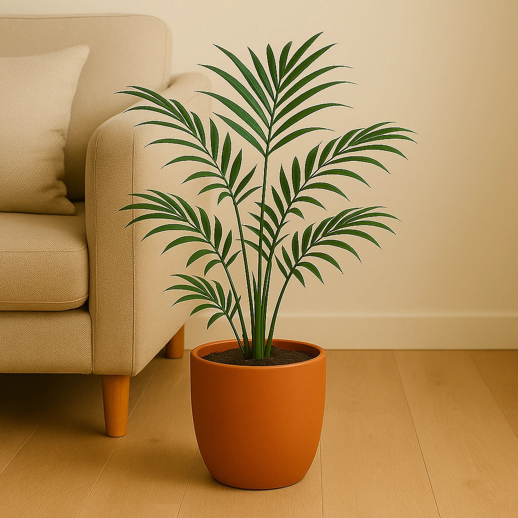 Parlor Palm