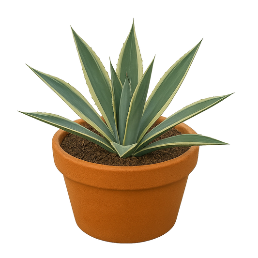 Agave Plant