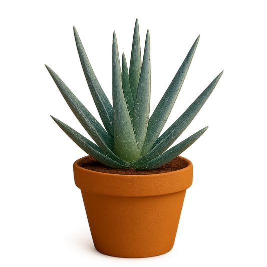 Aloe Vera Beauty