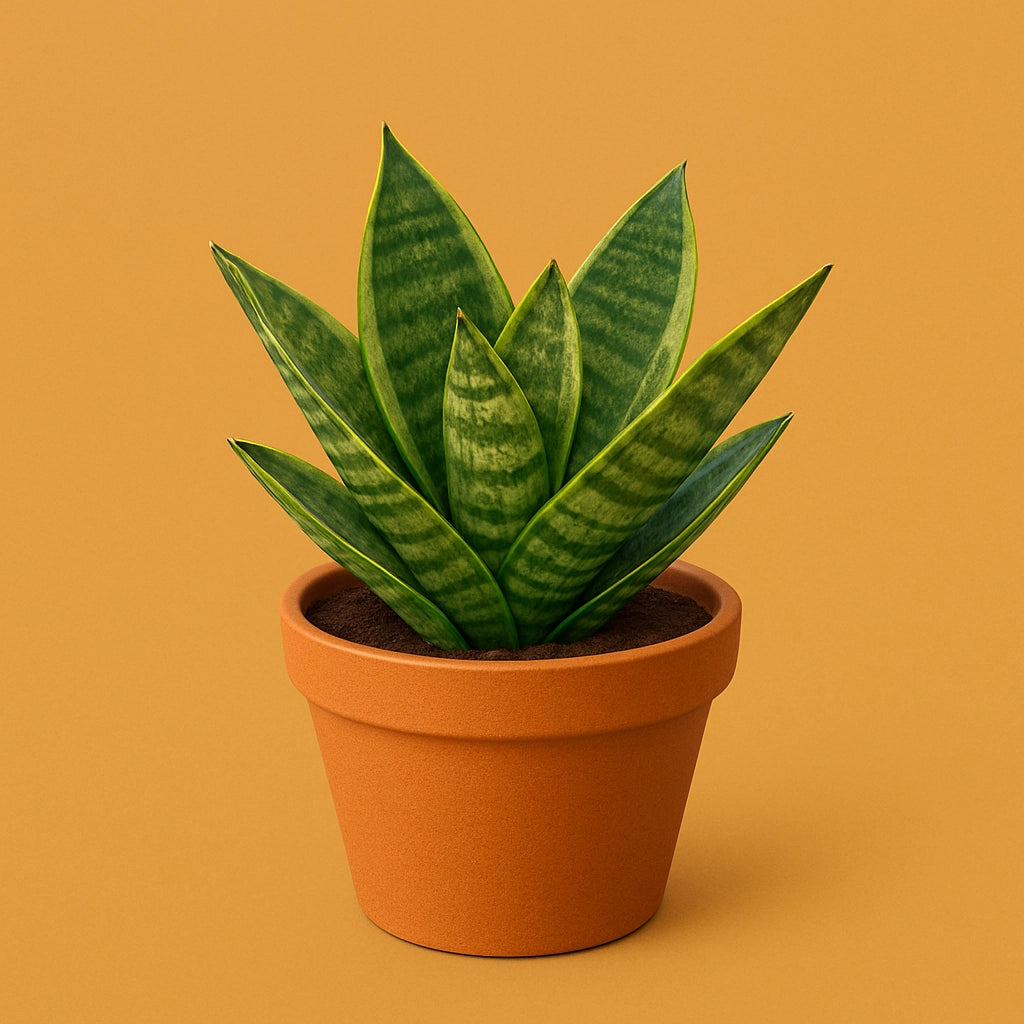 Snake Plant Classic