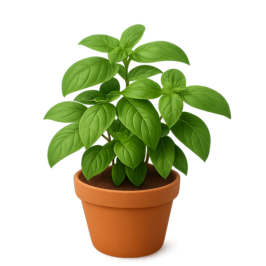 Fresh Basil Plant