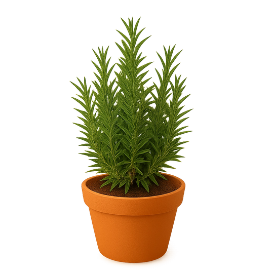 Garden Rosemary