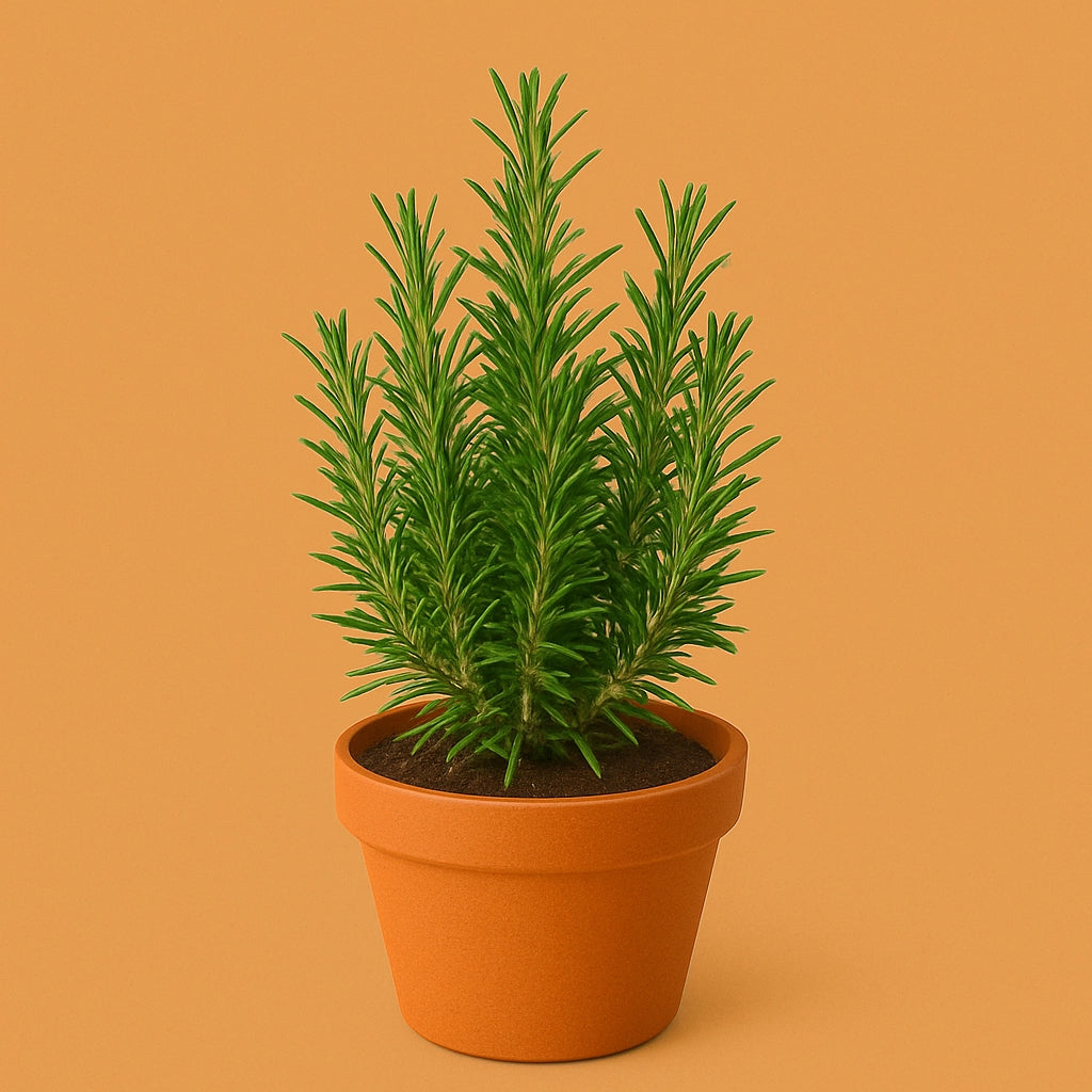 Garden Rosemary