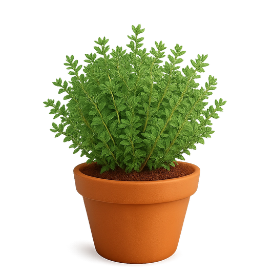 Thyme Plant