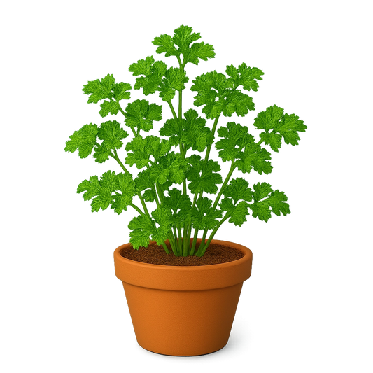 Curly Parsley