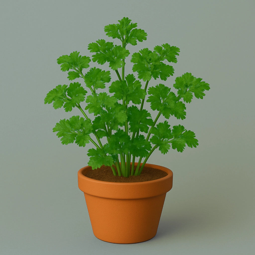 Curly Parsley