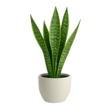 Elegant Snake Plant