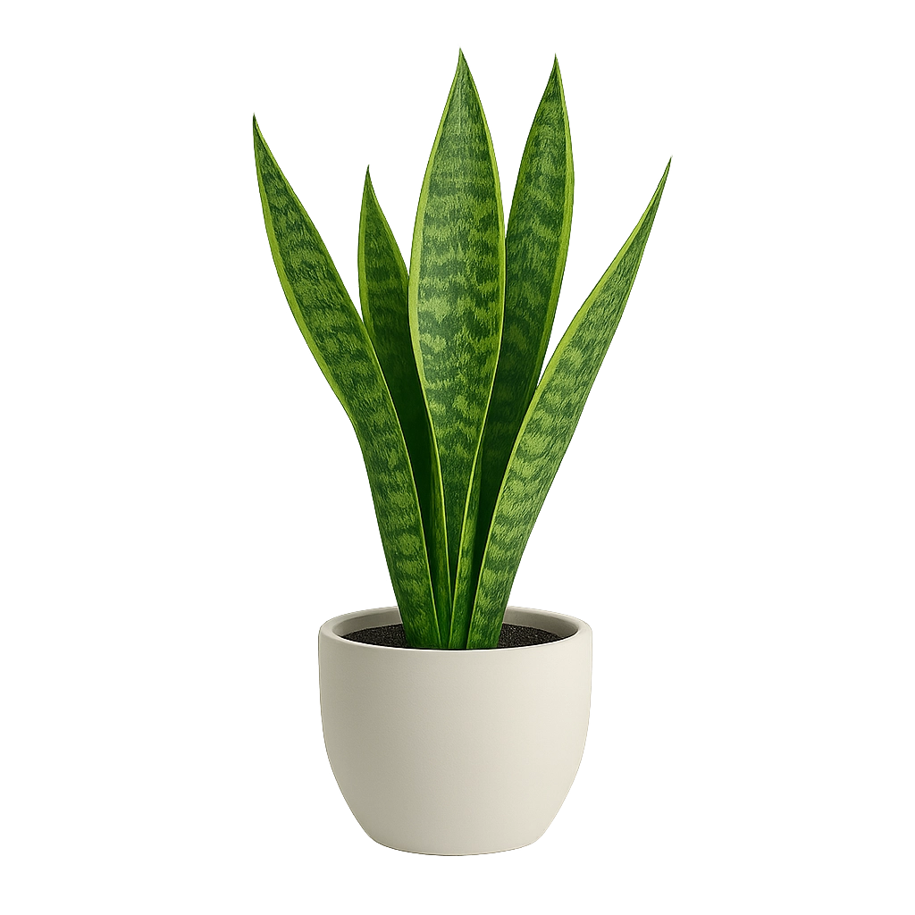 Elegant Snake Plant