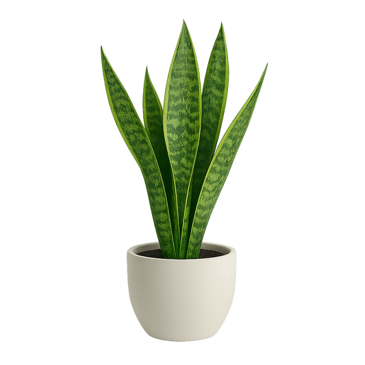Elegant Snake Plant