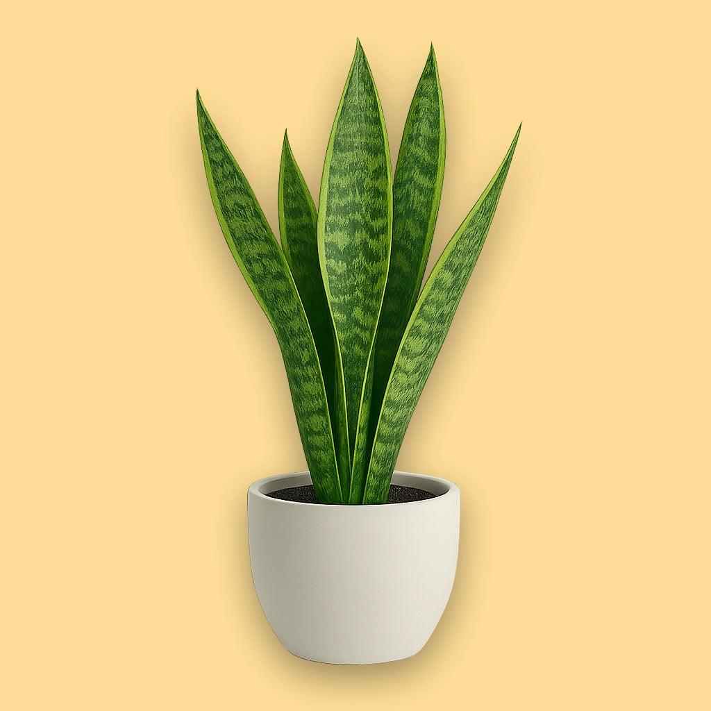 Elegant Snake Plant