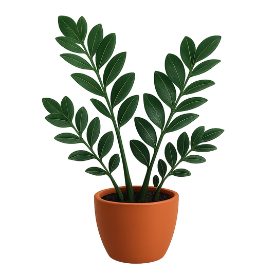 Indoor Low-Light Plant