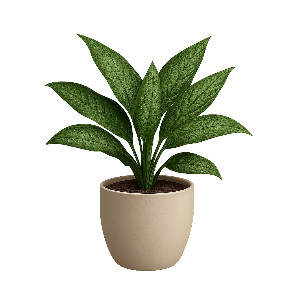 Chinese Evergreen