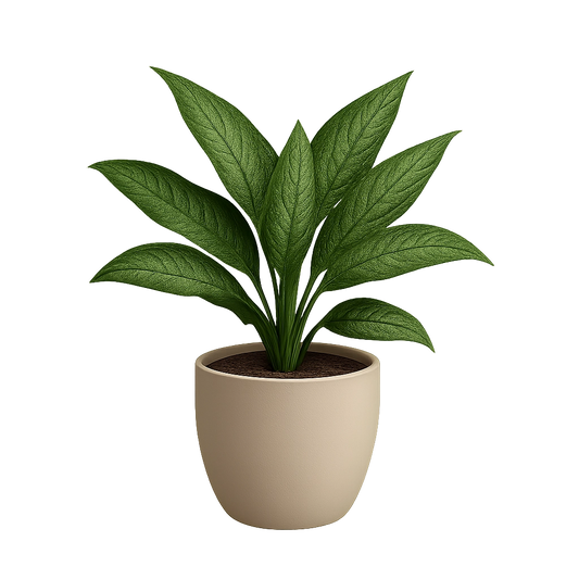Chinese Evergreen