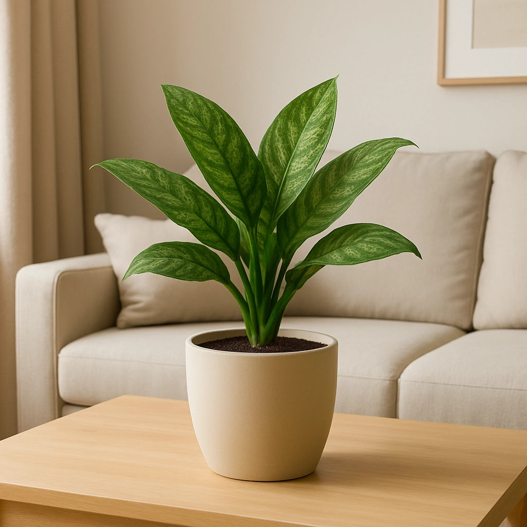 Chinese Evergreen