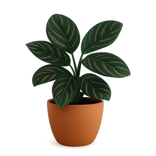 Calathea Ornata