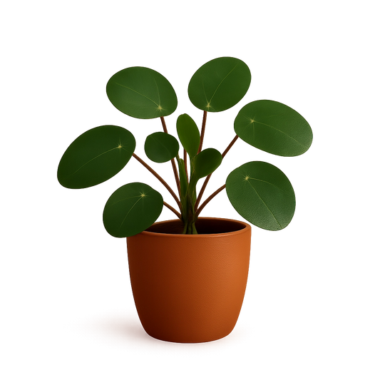 Chinese Money Plant