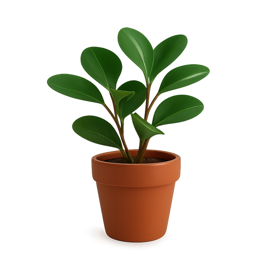 Peperomia Green
