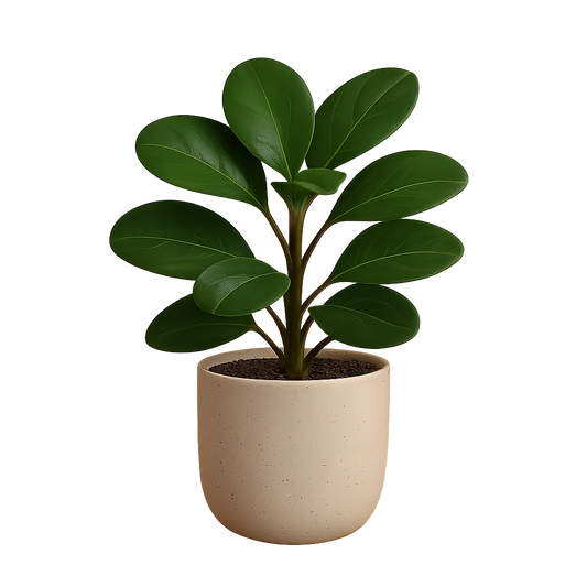 Peperomia Obctusifolia