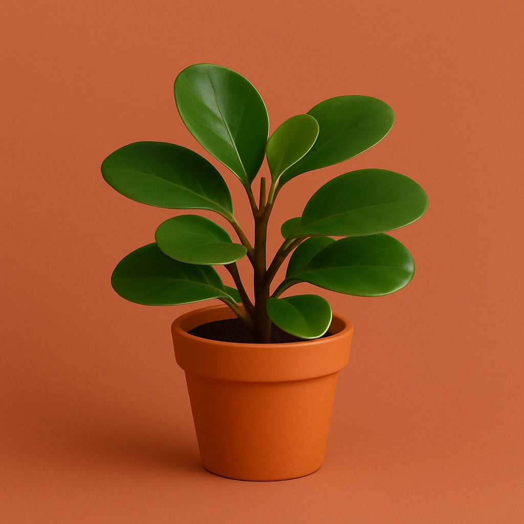 Peperomia Obctusifolia