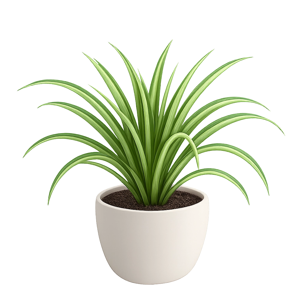 Spider Plant