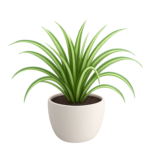 Spider Plant
