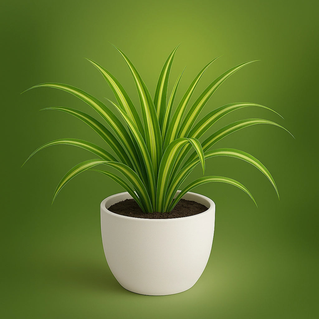 Spider Plant