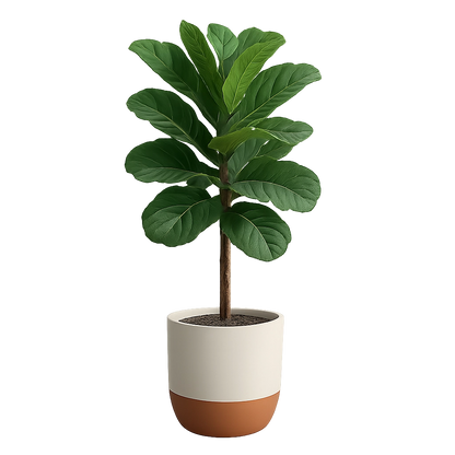 Fiddle Leaf Fig