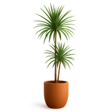 Dracaena Marginata