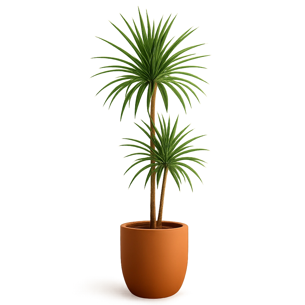 Dracaena Marginata