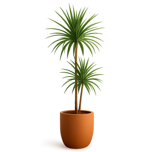 Dracaena Marginata