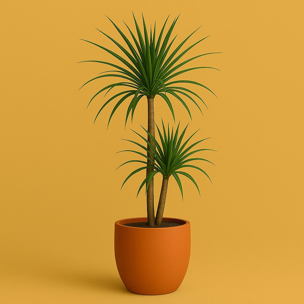 Dracaena Marginata