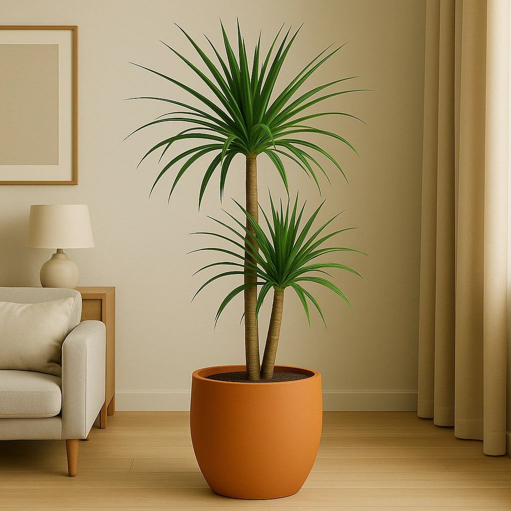 Dracaena Marginata