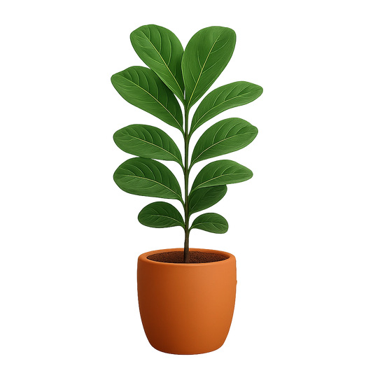 Fiddle-Leaf Fig Plant