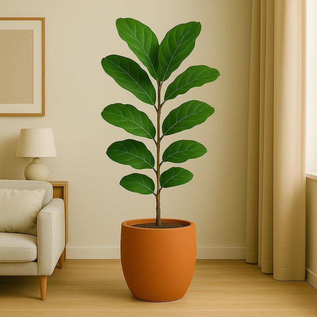 Fiddle-Leaf Fig Plant